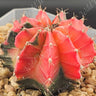 Gymnocalycium button cactus with round shape and giant pastel blooms, low spine desert plant in bright indirect light