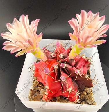 🌵🌸 Gymnocalycium – The Button Cactus with a Surprise Bloom 🌸🌵 - Wild Wonders Oasis