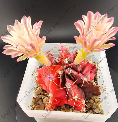 Gymnocalycium button cactus with round shape and giant pastel bloom, low-spine and easy care desert plant
