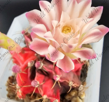 Gymnocalycium Button Cactus with round shape and large pastel blooms against a white background