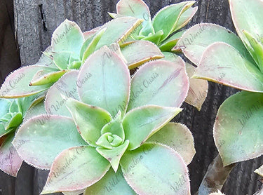 Kiwi Aeonium variegated succulent cutting with lime-green, yellow, and pink rosettes