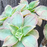 🥝 Kiwi Aeonium Variegated Cutting – The Tropical Party Plant! 🥝 - Wild Wonders Oasis