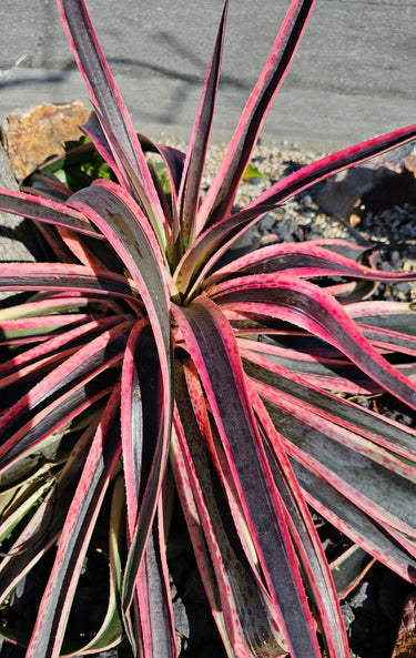 Mangave ‘Snow Leopard’ hybrid succulent with silver leaves and burgundy leopard spots in sunlight