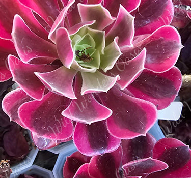 Medusa Aeonium cutting with deep green and purple twisting rosettes grown in California sun