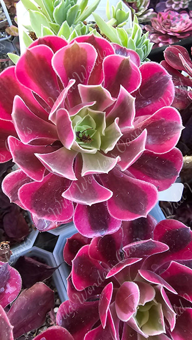Medusa Aeonium cutting with deep green and purple twisting rosettes grown in California sun