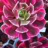 🐍 Medusa Aeonium Cutting – The Succulent with Serious Attitude! 🐍 - Wild Wonders Oasis