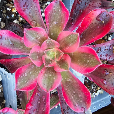 🐍 Medusa Aeonium Cutting – The Succulent with Serious Attitude! 🐍 - Wild Wonders Oasis