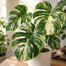 A variegated Monstera plant with green and cream leaves in a speckled beige ceramic pot, placed on a wooden table in a softly lit indoor setting.