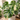 A variegated Monstera plant with green and cream leaves in a speckled beige ceramic pot, placed on a wooden table in a softly lit indoor setting.