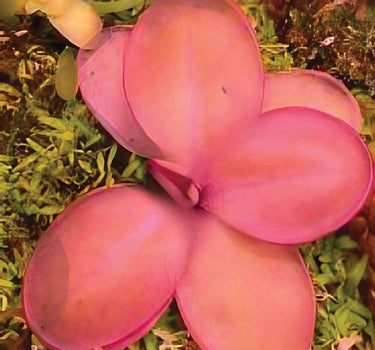 Pinguicula emarginata × hemiepiphytica hybrid butterwort with glossy rosette and delicate vibrant flowers