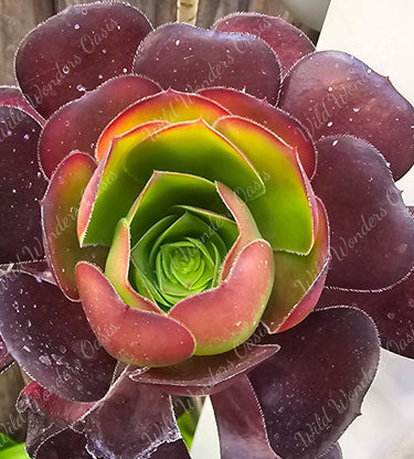Close-up of Aeonium ‘Cornish Rose’ succulent cutting with lush green rosettes and soft rose-pink edges