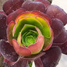 🌹🌿 Rare Aeonium ‘Cornish Rose’ Cutting – The Rosette with Cottage Garden Charm 🌿🌹 - Wild Wonders Oasis