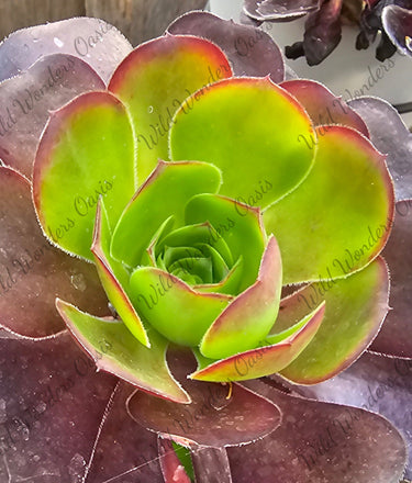 🌹🌿 Rare Aeonium ‘Cornish Rose’ Cutting – The Rosette with Cottage Garden Charm 🌿🌹 - Wild Wonders Oasis