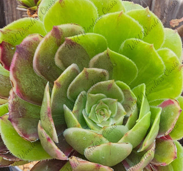 Close-up of rare Aeonium ‘Monai’ succulent with variegated green and cream rosettes edged in pink and burgundy, two cuttings displayed