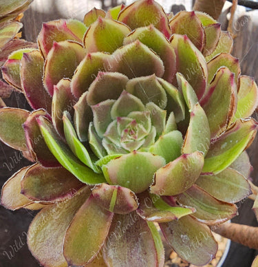 🌟🖤 Rare Aeonium ‘Monai’ – The Rare Beauty with Unforgettable Style 🖤🌟 - 2 Cuttings Total - Wild Wonders Oasis