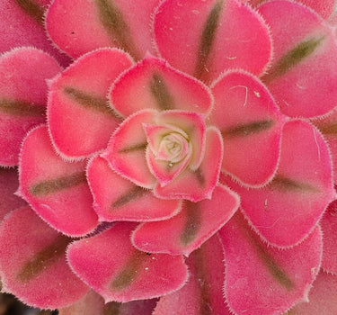 Pink Witch Aeonium succulent with rosy pink spiraled rosettes in a 4-inch pot