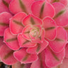 🧙‍♀️ Rare Aeonium 'Pink Witch" - 4" cutting - Wild Wonders Oasis