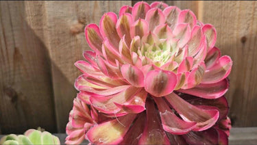 🧙‍♀️ Rare Aeonium 'Pink Witch" - 4" cutting - Wild Wonders Oasis