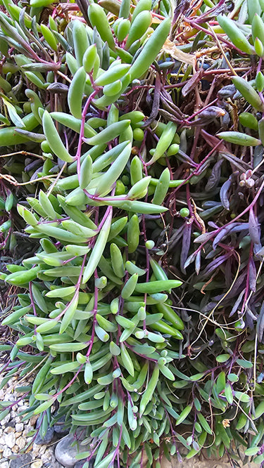 💎🌈 Ruby Necklace Succulent – The Trailing Treasure You Didn’t Know You Needed 🌈💎-  5 6" strings - Wild Wonders Oasis