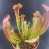 Sarracenia Maroon - Wild Wonders Oasis