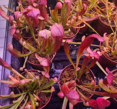 Close-up of Sarracenia Maroon pitcher plant with deep wine-colored pitchers catching insects outdoors