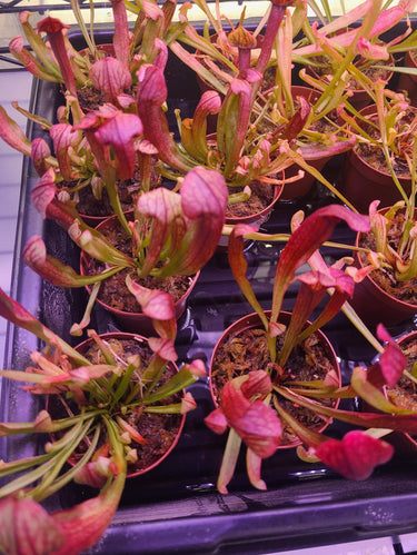 Close-up of Sarracenia Maroon pitcher plant with deep wine-colored pitchers catching insects outdoors