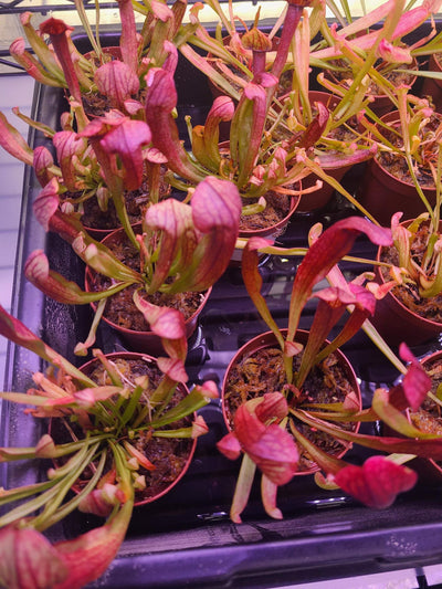 Close-up of Sarracenia Maroon pitcher plant with deep wine-colored pitchers catching insects outdoors