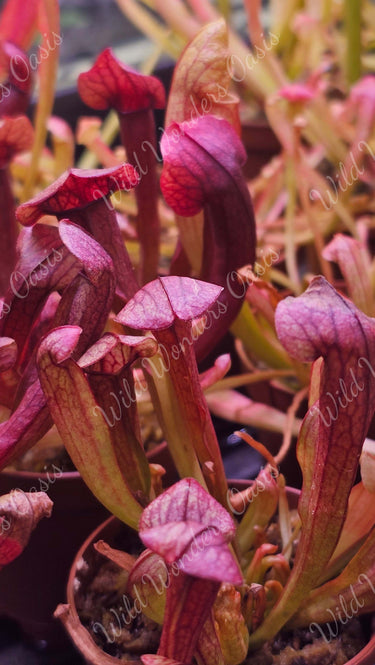 Colorful Sarracenia Pitcher Plant with tall trumpet-shaped insect traps in a sunny garden setting