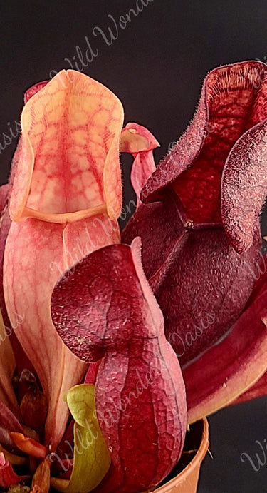 Sarracenia Purpurea deep purple carnivorous pitcher plant in sunlight with insect-trapping pitchers