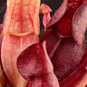 Sarracenia Purpurea deep purple carnivorous pitcher plant trapping insects in bright sunlight