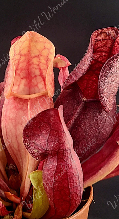 Sarracenia Purpurea deep purple carnivorous pitcher plant in sunlight with insect-trapping pitchers