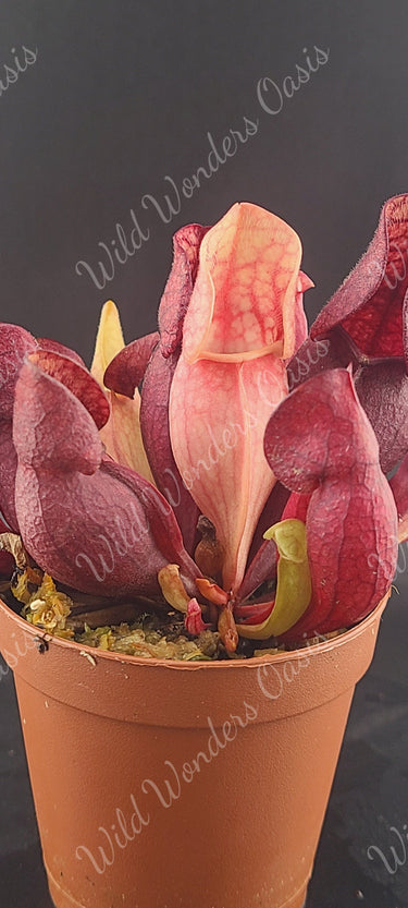 Sarracenia Purpurea deep purple carnivorous pitcher plant catching insects in sunlight