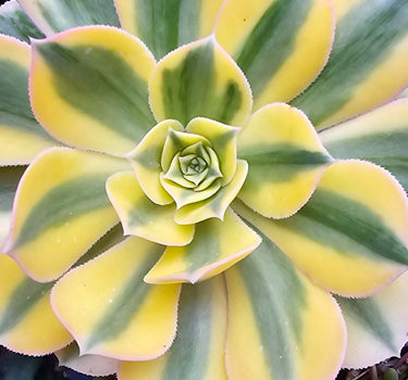 Sunburst Aeonium succulent cutting with fiery yellow and orange rosettes in natural light
