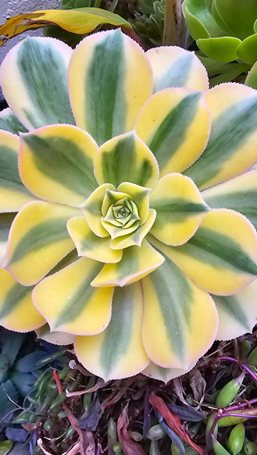 Sunburst Aeonium succulent cutting with fiery yellow and orange rosettes in natural light