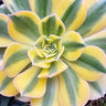 🌅🔥 Sunburst Aeonium Cutting – The Golden Hour Glow-Up You Can Grow 🔥🌅 6" - Wild Wonders Oasis