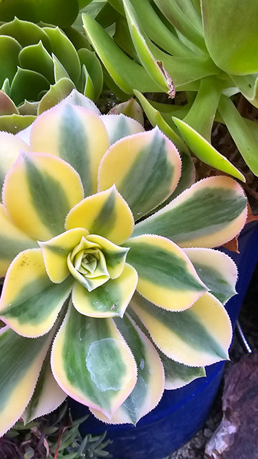 🌅🔥 Sunburst Aeonium Cutting – The Golden Hour Glow-Up You Can Grow 🔥🌅 6" - Wild Wonders Oasis