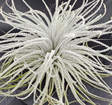 Close-up of fluffy white Tillandsia Tectorum Ecuador air plant with soft texture and no soil, ideal for bright indirect light and mist watering