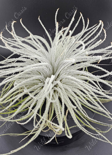 🌬️✨ Tillandsia Tectorum Ecuador – The Fluffy Cloud Plant That Floats Through Life ✨🌬️ (Small) - Wild Wonders Oasis