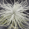 🌬️✨ Tillandsia Tectorum Ecuador – The Fluffy Cloud Plant That Floats Through Life ✨🌬️ (Small) - Wild Wonders Oasis