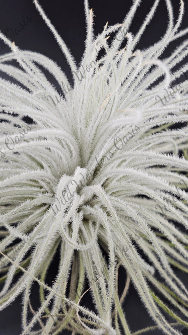 🌬️✨ Tillandsia Tectorum Ecuador – The Fluffy Cloud Plant That Floats Through Life ✨🌬️ (Small) - Wild Wonders Oasis