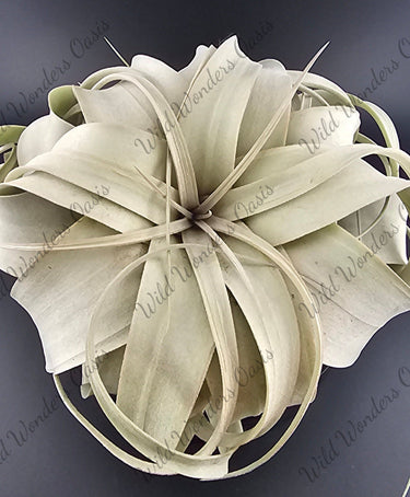 👑🌬️ Tillandsia Xerographica – The Queen of Air Plants Has Arrived 🌬️👑 "5-6" Air Plants (Medium) - Wild Wonders Oasis
