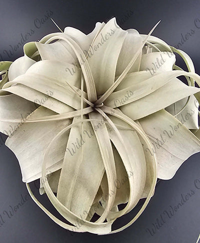 Tillandsia Xerographica silver air plant with curling leaves and silvery glow
