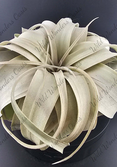 Tillandsia Xerographica silver-leafed air plant with sculptural curling leaves and silvery glow