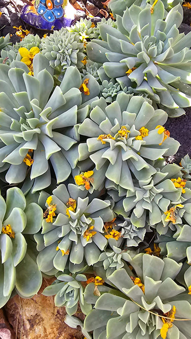 Topsy Turvy Succulent with twisted silvery-blue leaves in a 3-inch pot