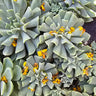 🔄🌪️ Topsy Turvy Succulent – The Twist Queen of the Succulent World 🌪️🔄-  3" - Wild Wonders Oasis