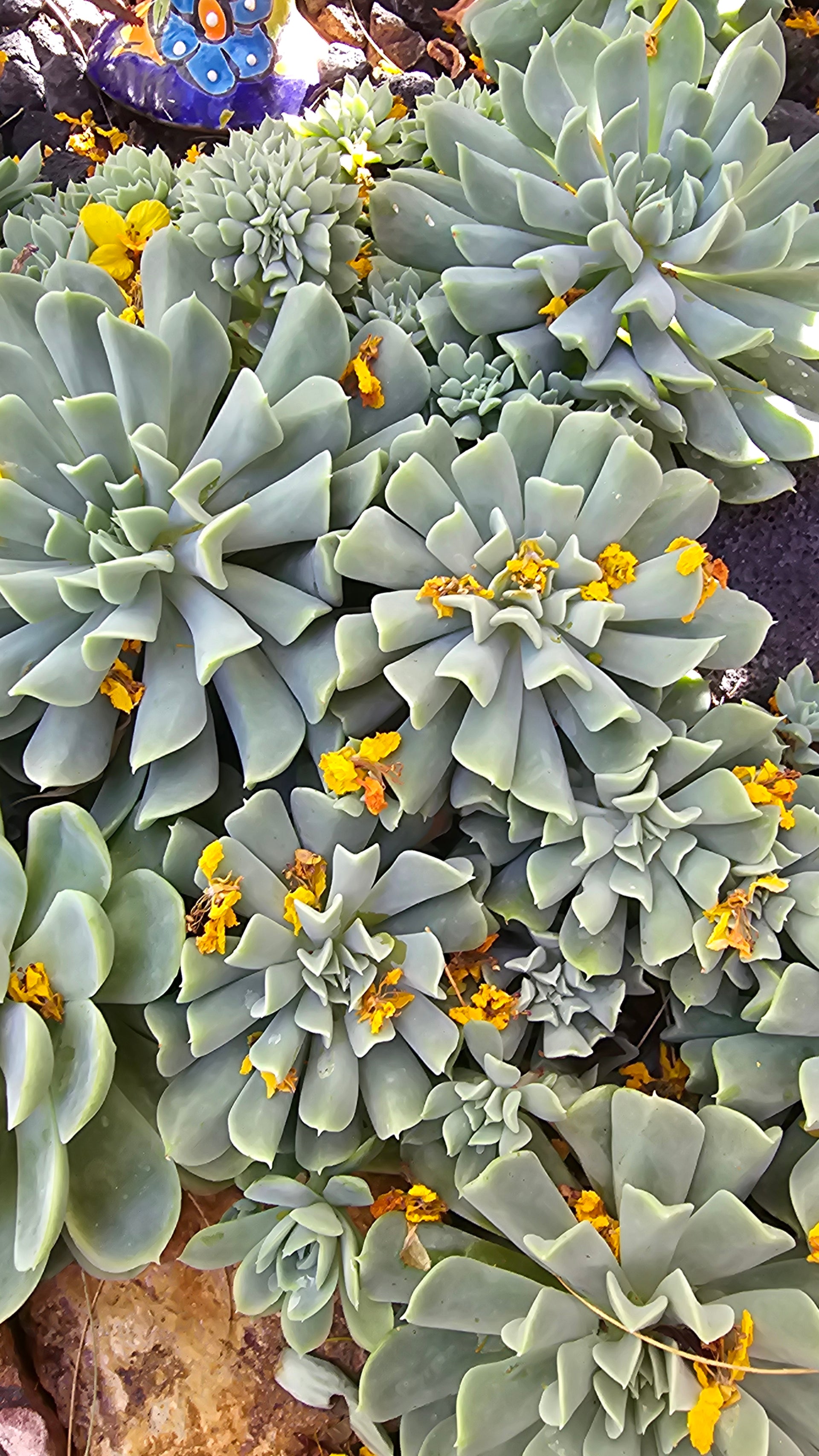 topsy turvy succulent flower ️ Topsy Turvy Succulent – The Twist Queen of The Succulent World ️