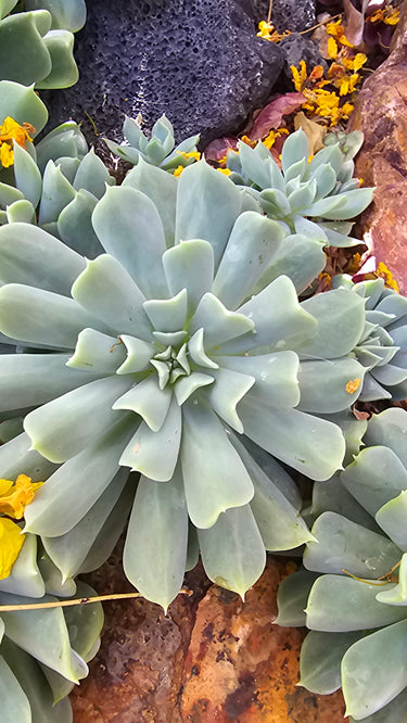🔄🌪️ Topsy Turvy Succulent – The Twist Queen of the Succulent World 🌪️🔄-  3" - Wild Wonders Oasis