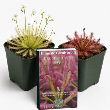 Sundew Collector Bundle showing Drosera capensis Alba and Mini Red carnivorous plants with digital growing guide