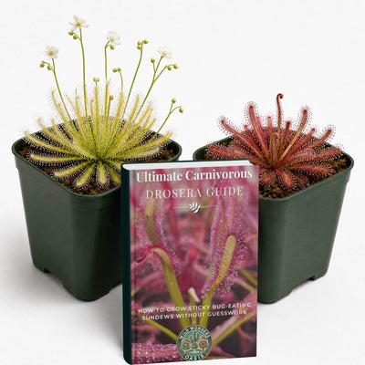 Sundew Collector Bundle showing Drosera capensis Alba and Mini Red carnivorous plants with digital growing guide