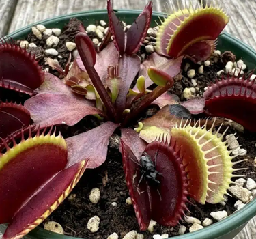 Venus Flytrap ‘Maroon Monster’ with deep maroon carnivorous traps and pronounced teeth, nursery propagated.
